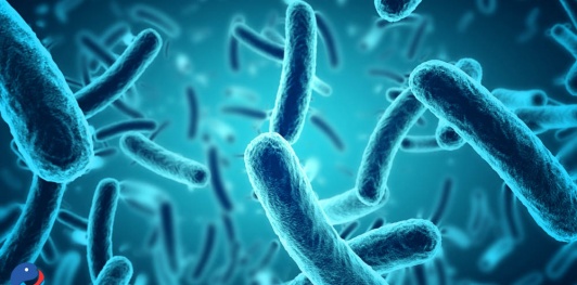 Bacillus là gì